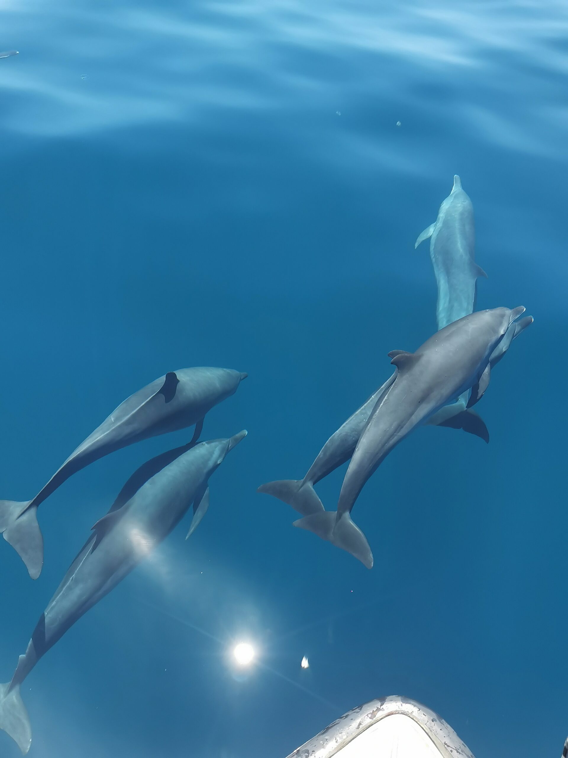 Dolphins